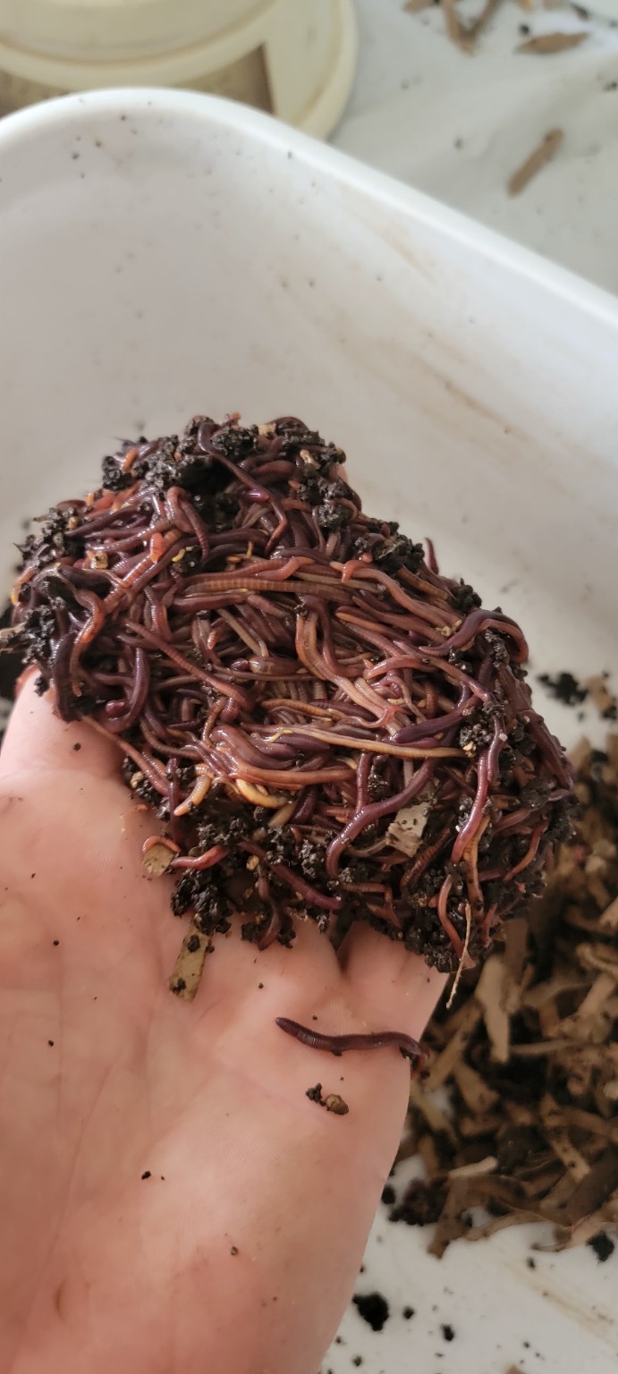 A handful of live composting worms